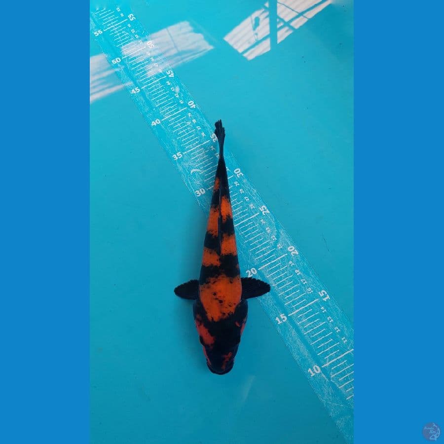 HIU 25CM male