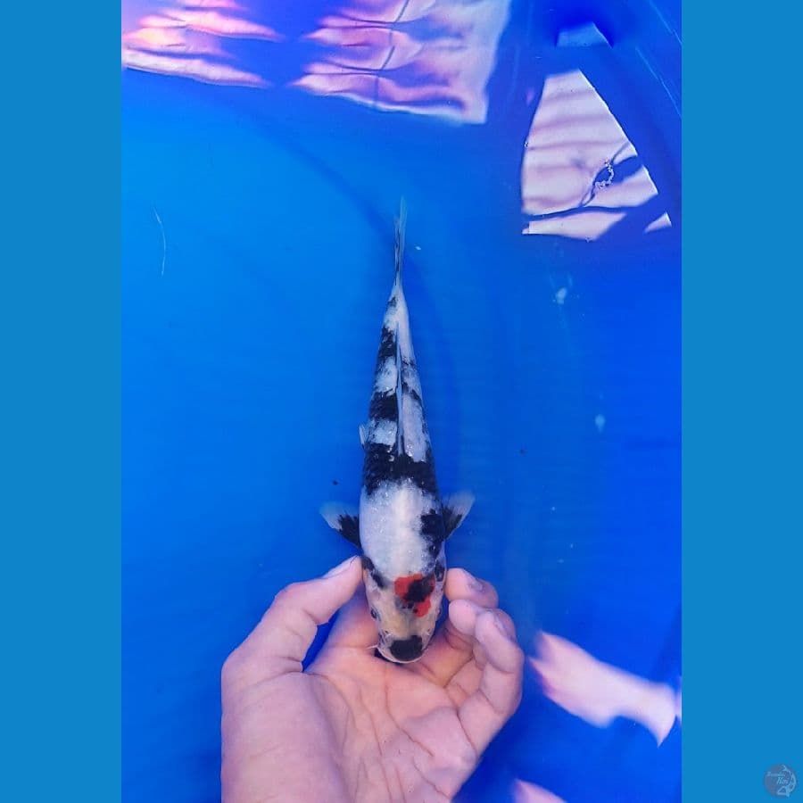 tc showa 21cm Male