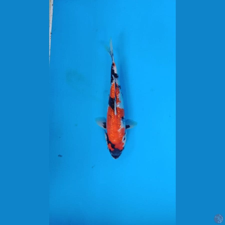 showa ginrin 23 cm