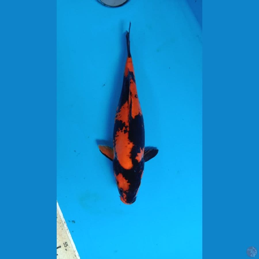 hi utsuri doitsu 32 cm