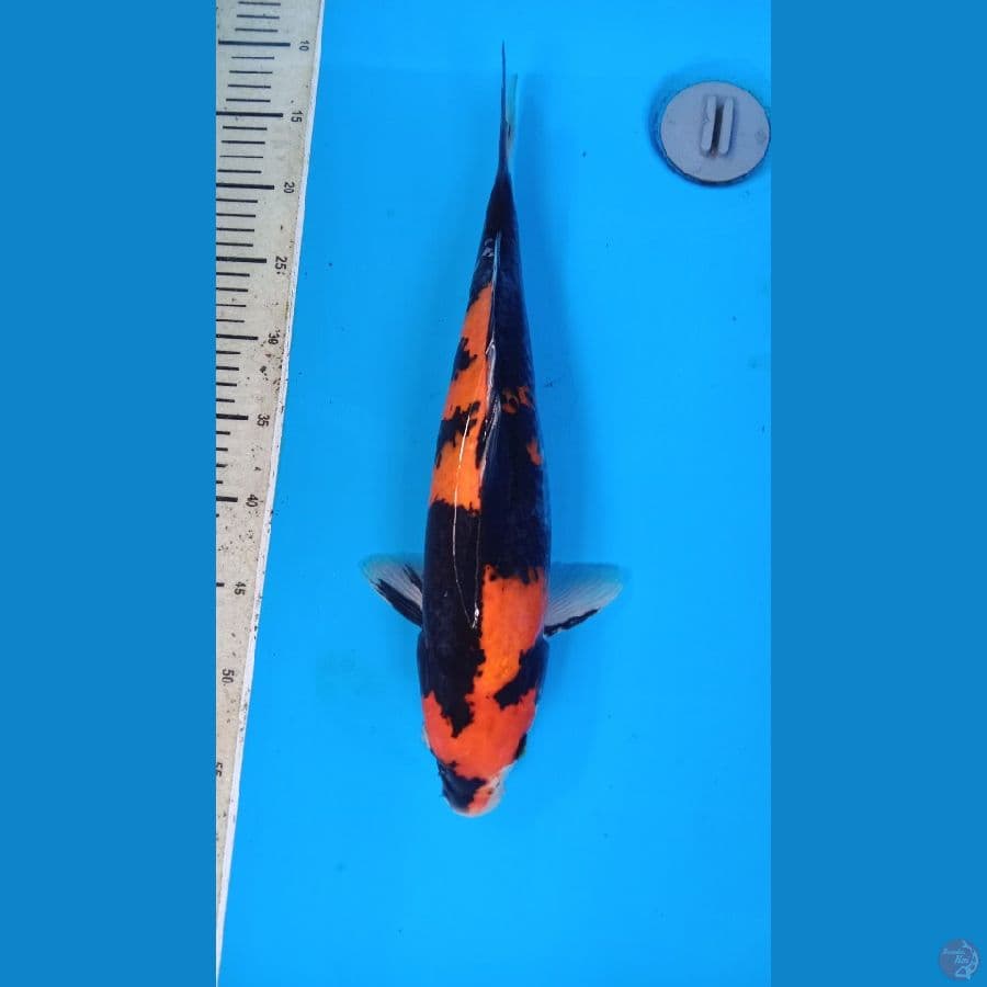 hi showa 42 cm