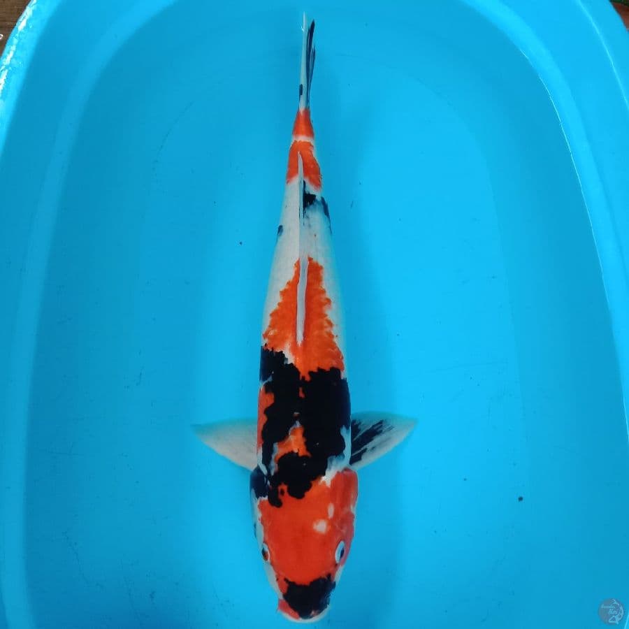 showa 55 cm