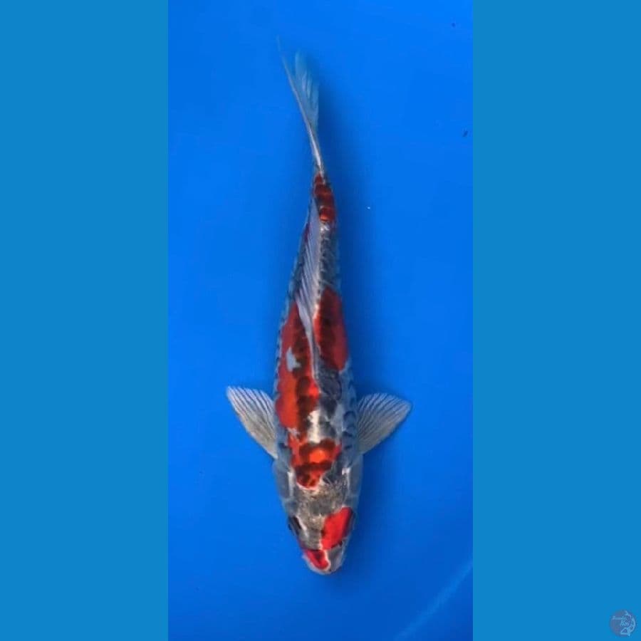 ARAGOKE ANTIK 20cm
