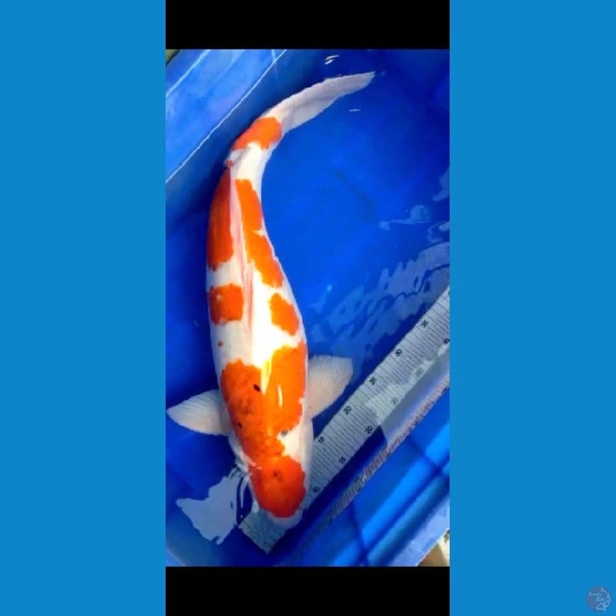 AI GOROMO JANTAN 60cm