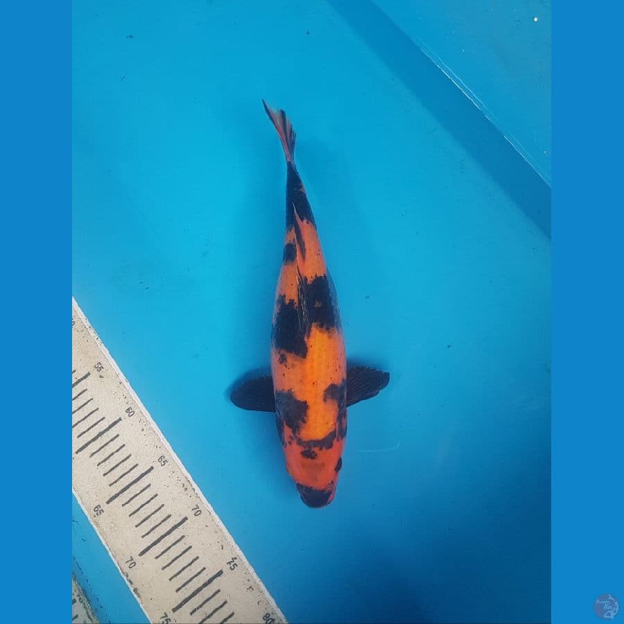 hi utsuri 33cm