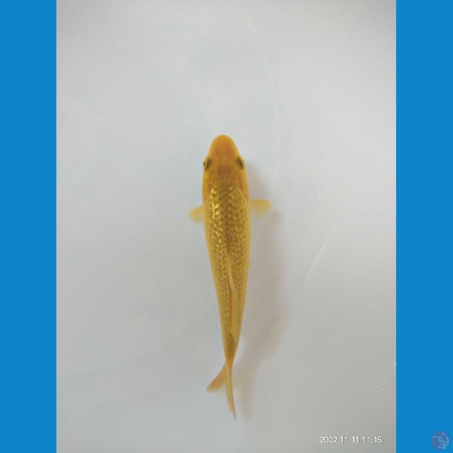 Minion Ginrin C 12cm
