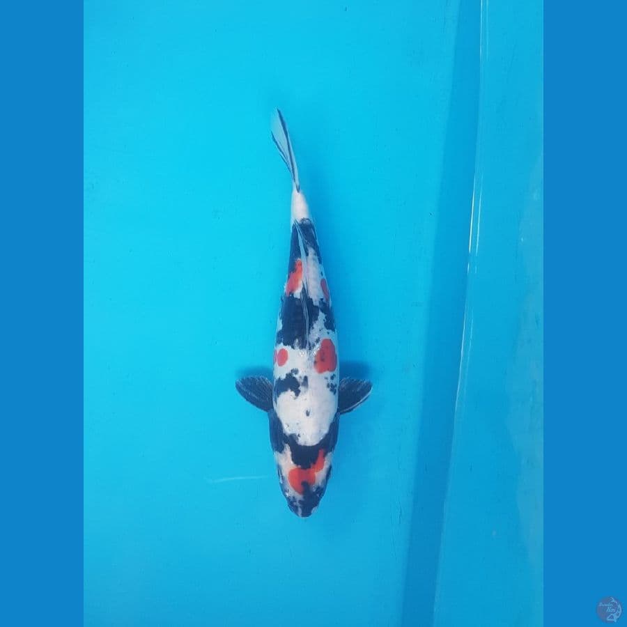 Showa doitsu 25cm