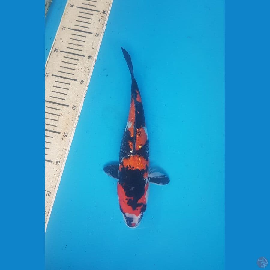 Showa ginrin 28cm