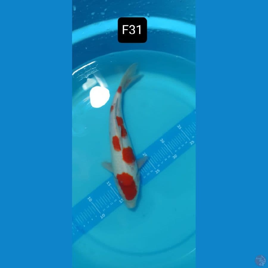 kohaku ori 31 cm™✓