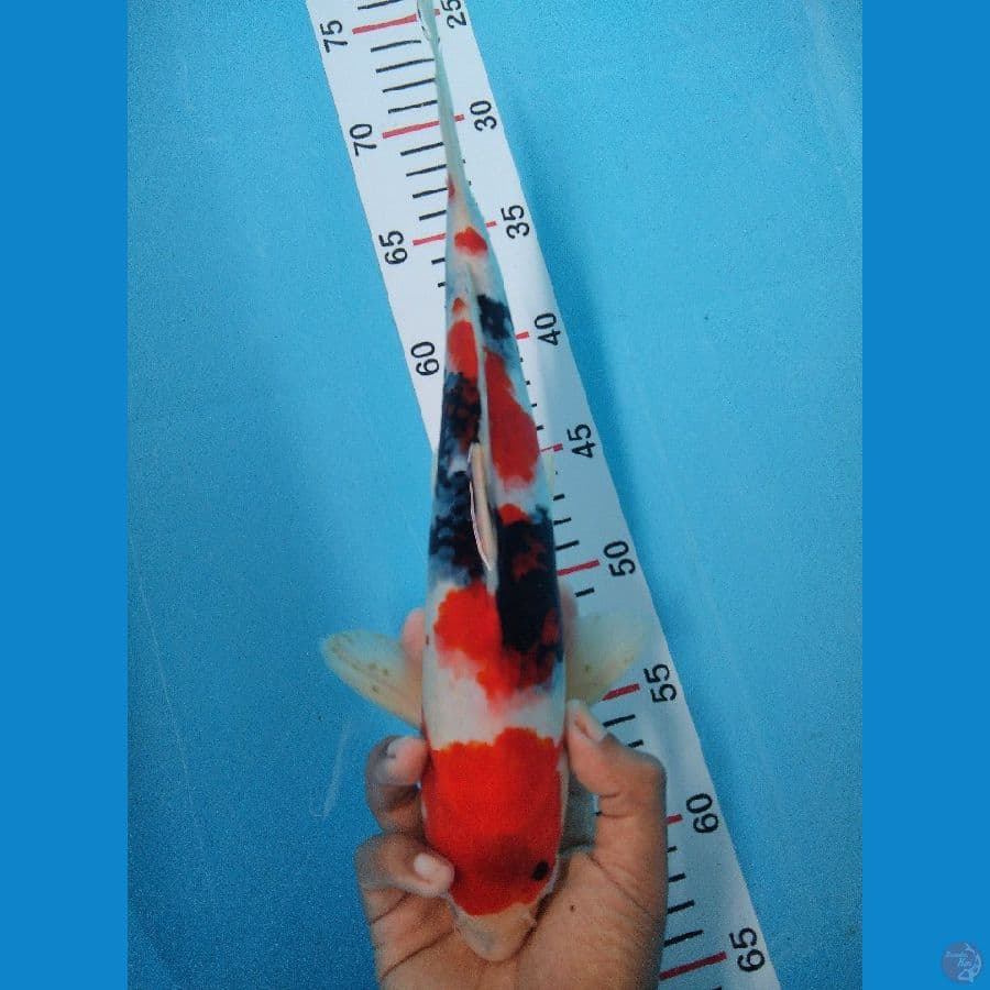 KINDAI SHOWA SQ 33 CM