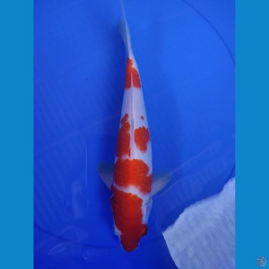 KOHAKU 29 CM