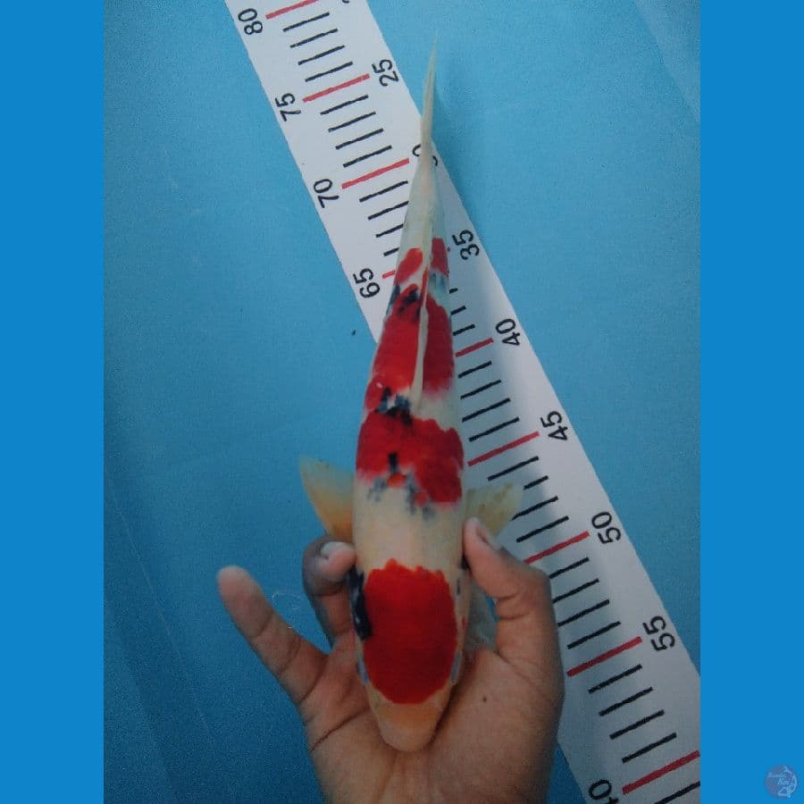 KINDAI SHOWA BAHAN SQ 32 CM