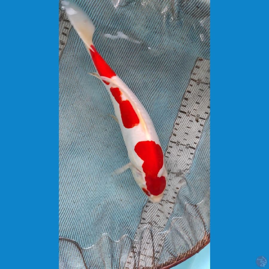 25cm doit
