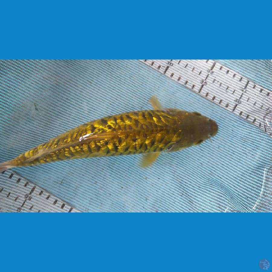 25cm midori sisik gajah
