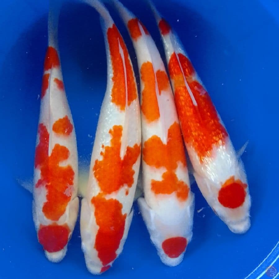 KOHAKU 35-40CM