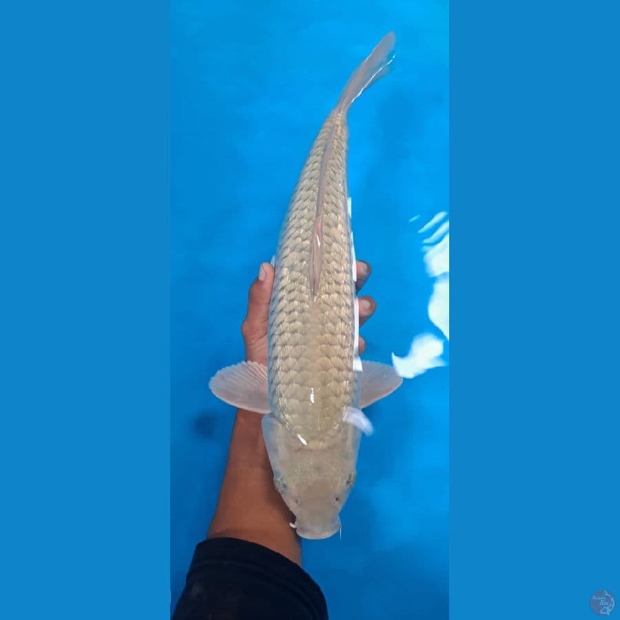 GINRIN SORAGOI 40cm male