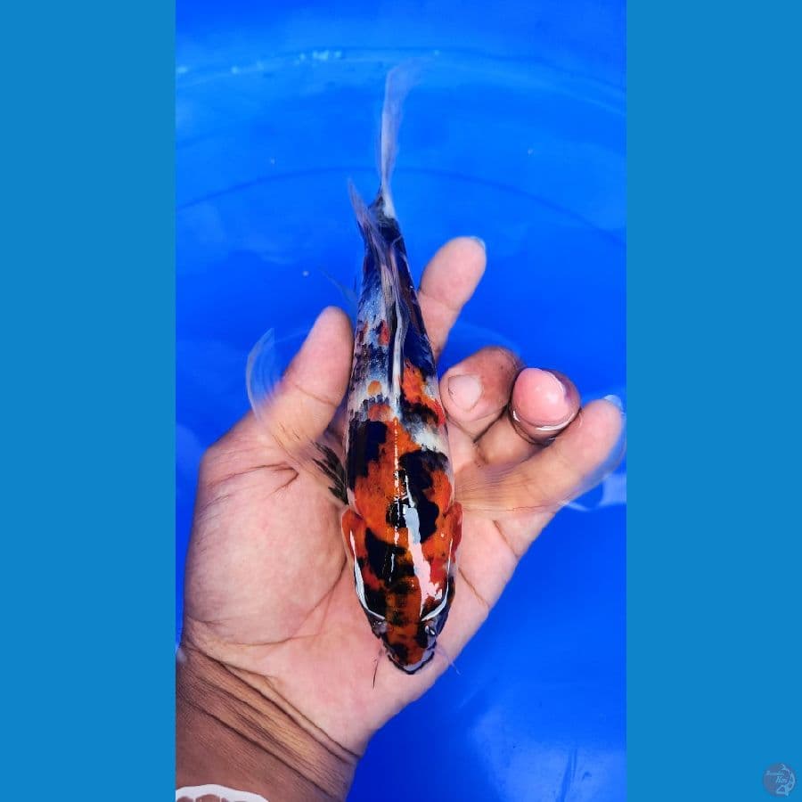 showa kumpay 24cm
