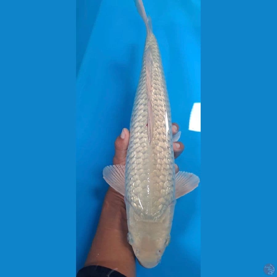GINRIN SORAGOI 40cm male