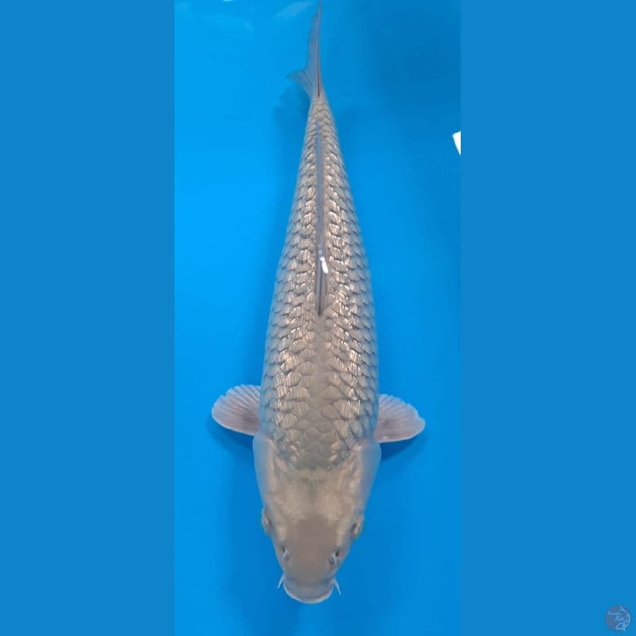 GINRIN SORAGOI 40cm female