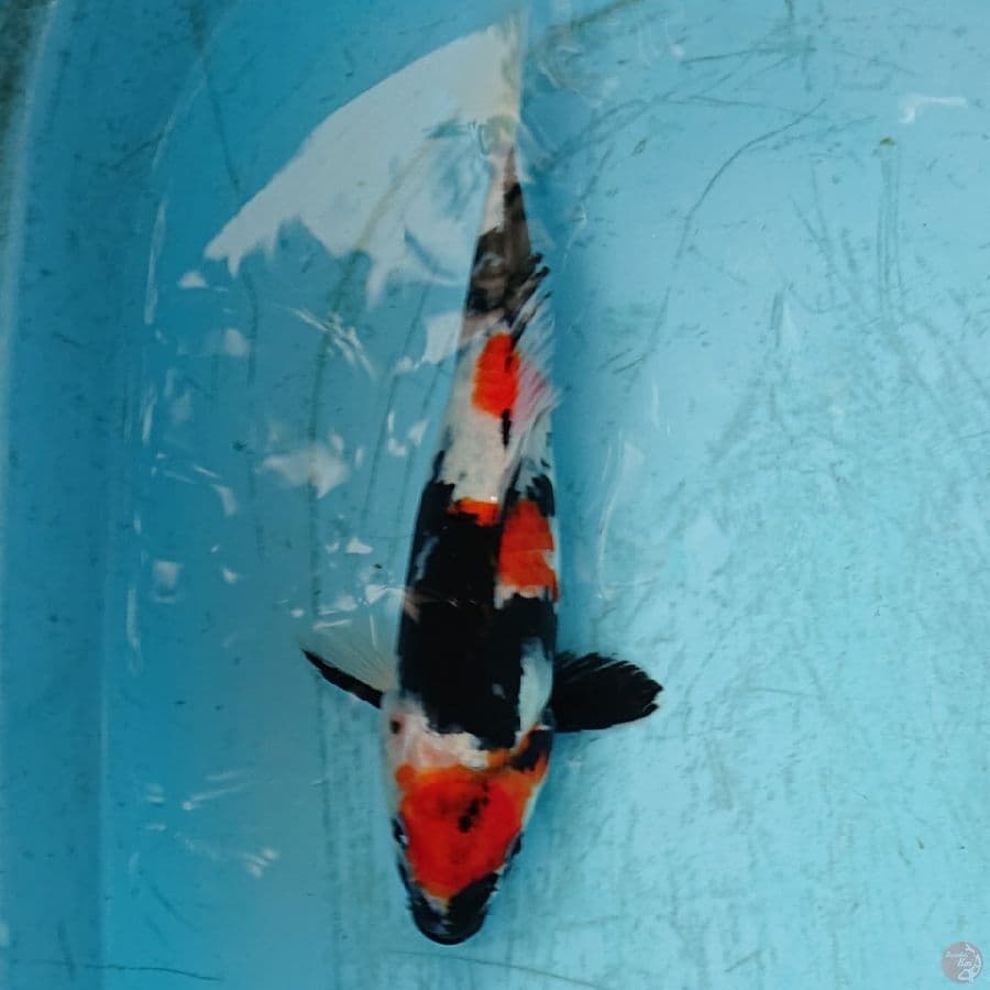 KINDAI SHOWA 29 CM