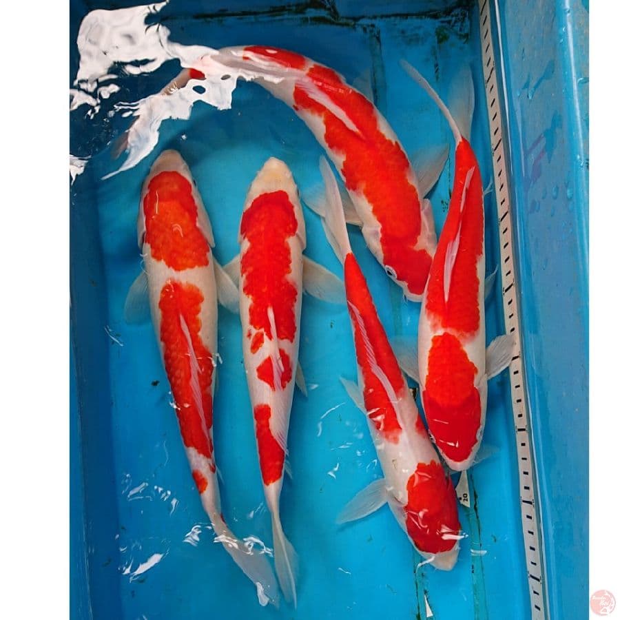 PAKET KOHAKU 30-34 CM ( 5 EKOR )