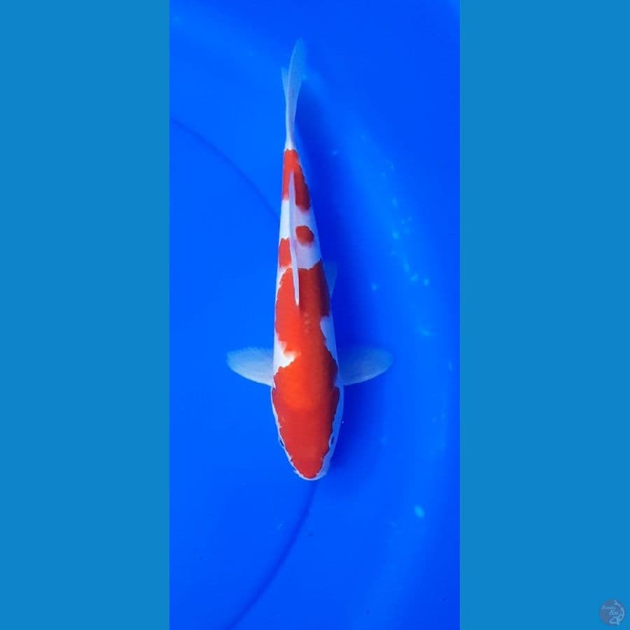 kohaku