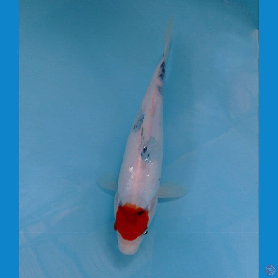thancho showa 22cm