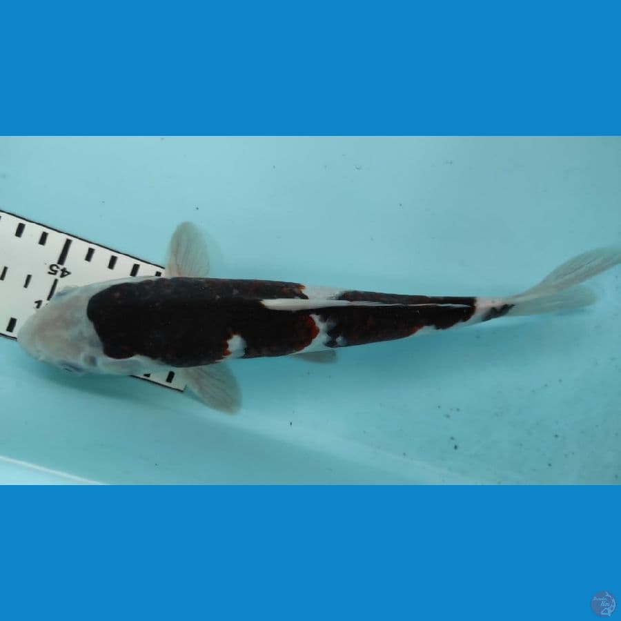 bodo goromo 26cm