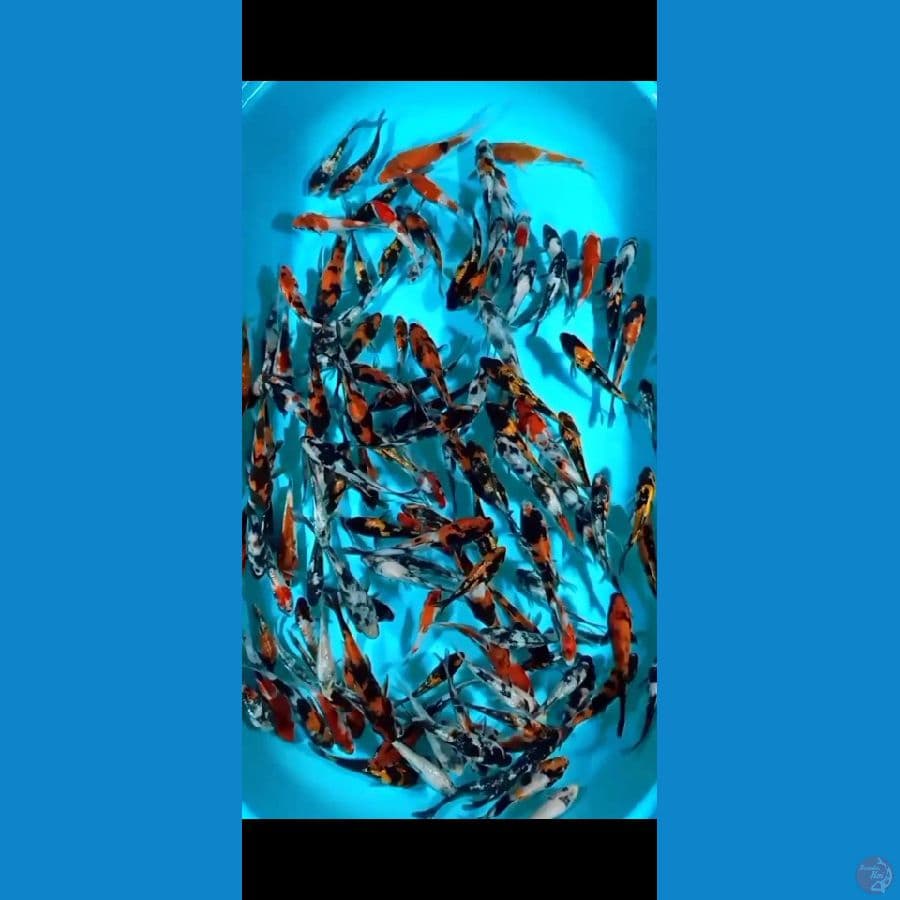 Gindrin mix 10-15CM, 100ekor