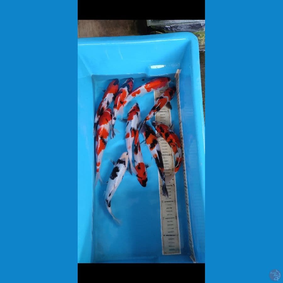 PAKET MIX SHOWA 10 PCS 23 25cm original