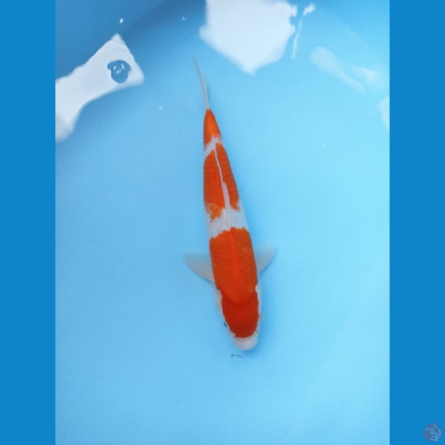kohaku 26cm