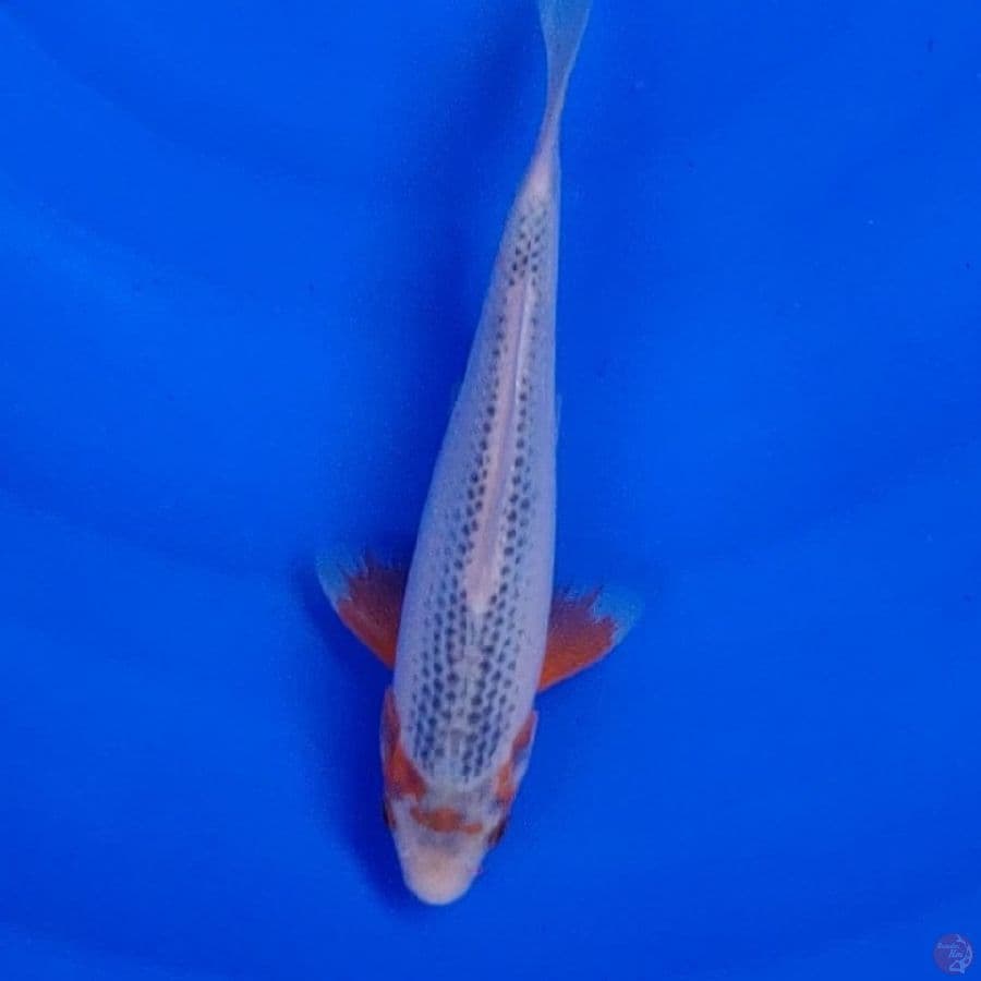Koi Import Jepang Asagi (Sertifikat Tanaka) 23cm Super