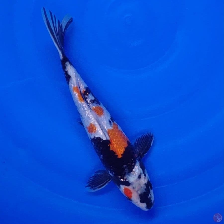 Koi Import Jepang Ginrin Showa (Sertifikat Dainichi) 29cm Super