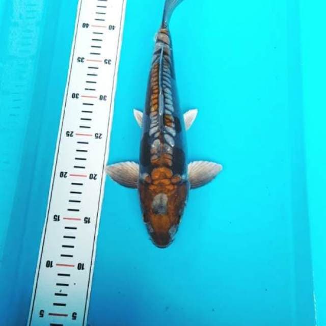 OCIBA HIKARI