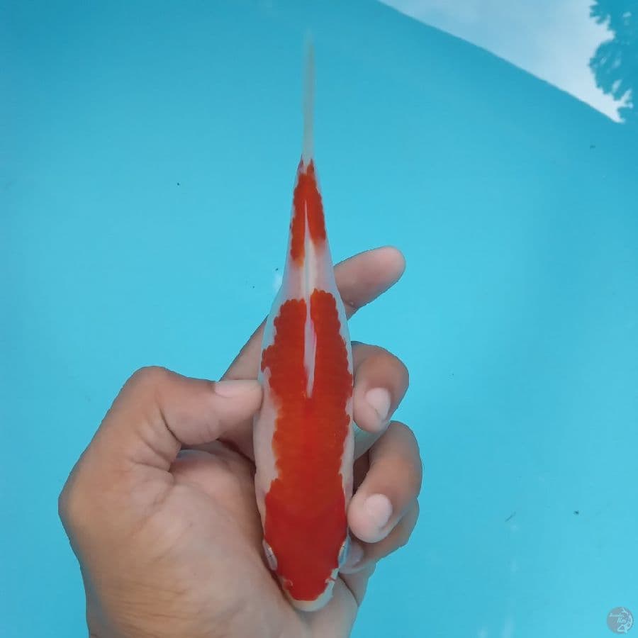 KANZEN - KOHAKU A 16CM