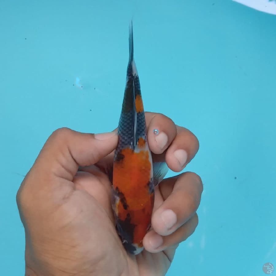 KANZEN - SHOWA C 15CM