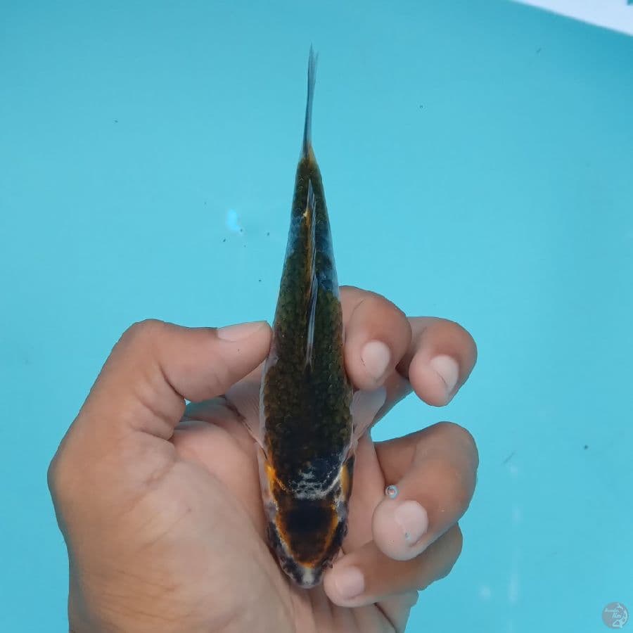KANZEN - BENI GINGGA C 14CM