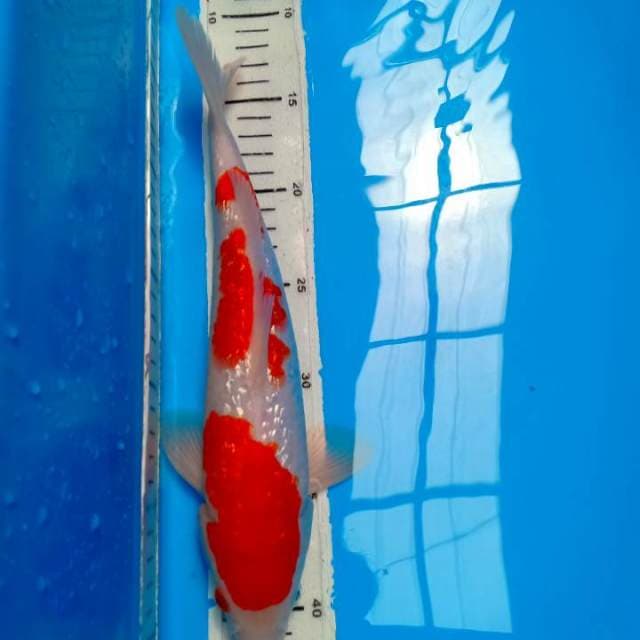 Kohaku full ginrin