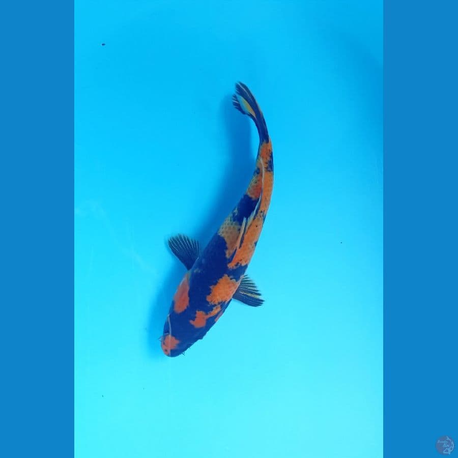 utsuri 21cm