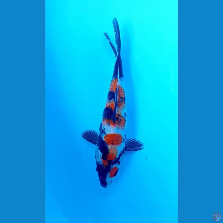 Showa 23cm