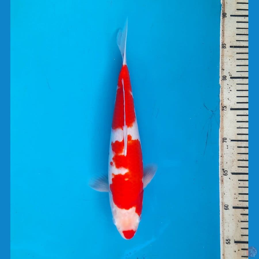 Kohaku 30cm Female