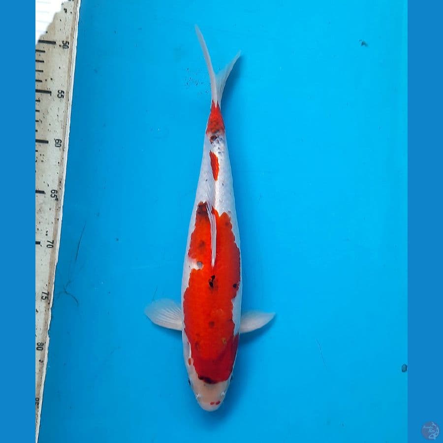 Goshiki 36cm Male