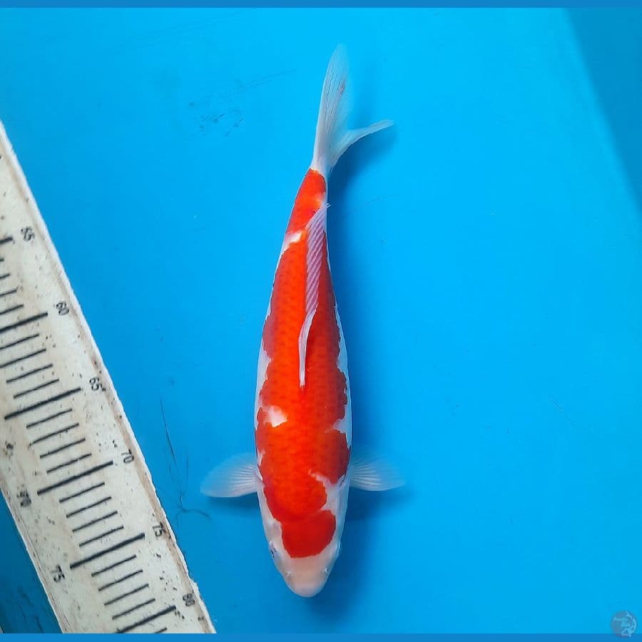 Kohaku 32xm Female