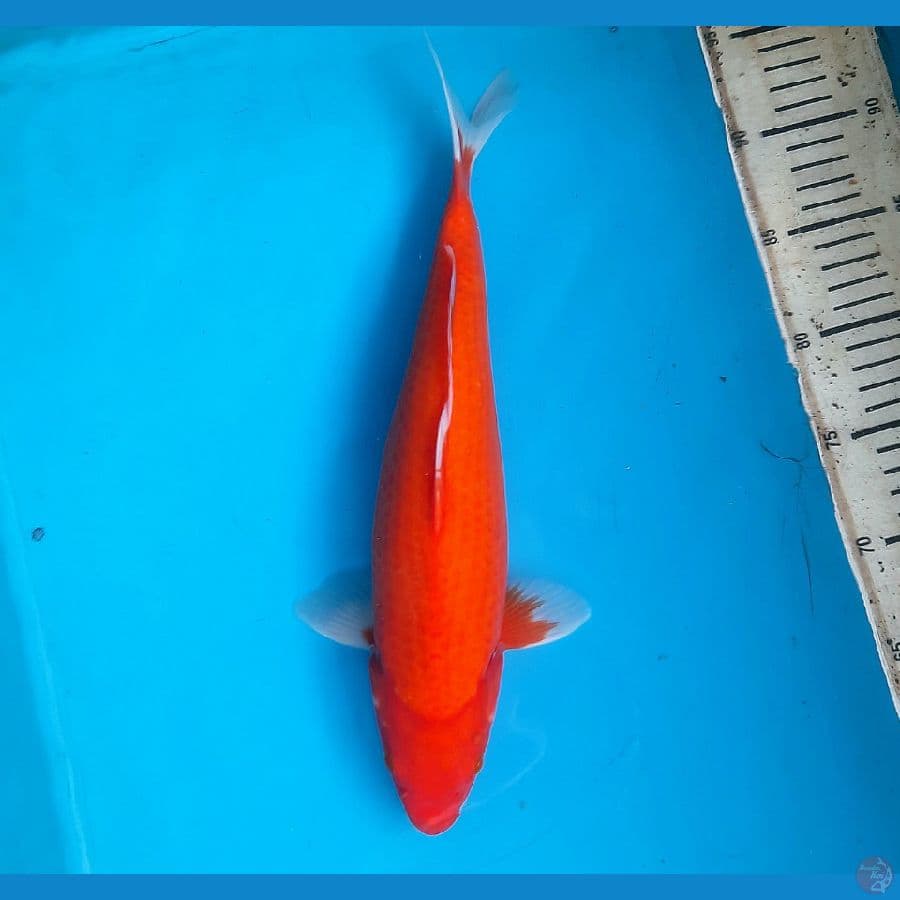 Aka hajiro 34cm female