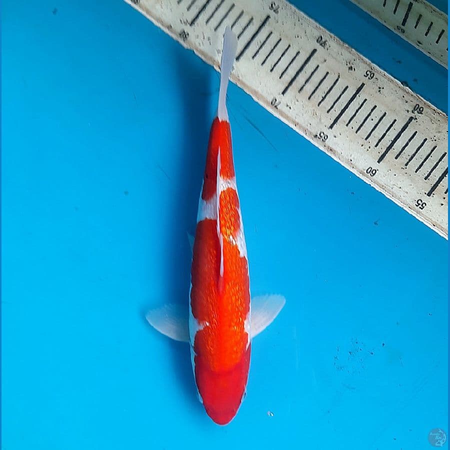 Kohaku ginrin 31cm male