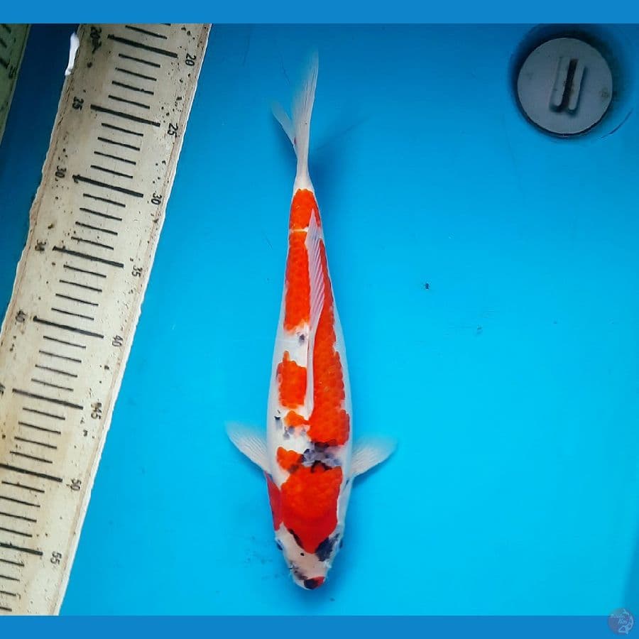 Goshiki 34cm Male
