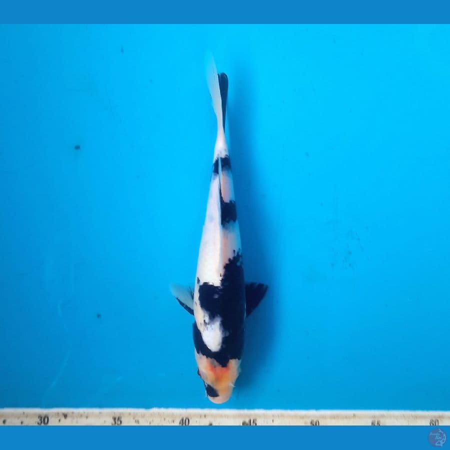 Shiro 24cm male