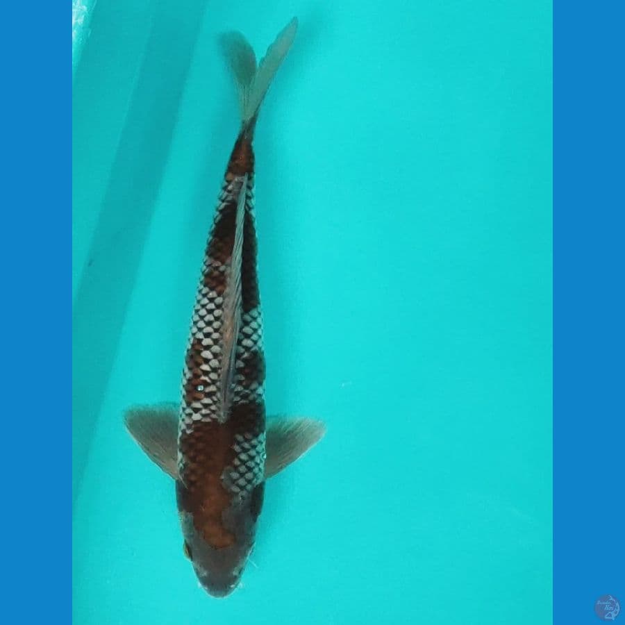 ochiba 32cm male