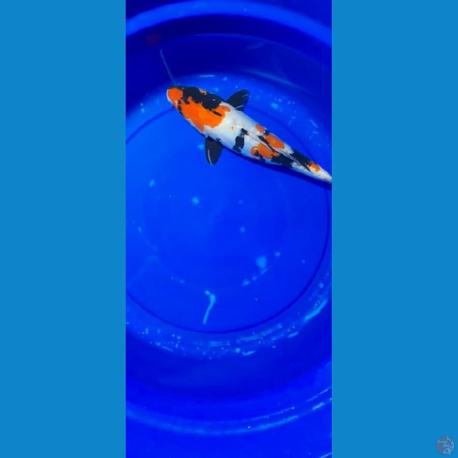 showa doitsu pumada 33 cm
