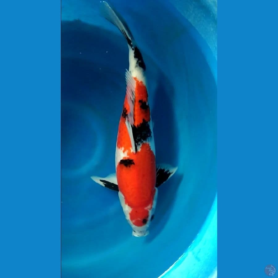 sowa 52cm jantan